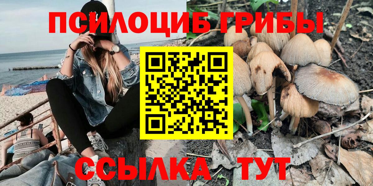 Псилоцибиновые грибы Psilocybine cubensis Черногорск